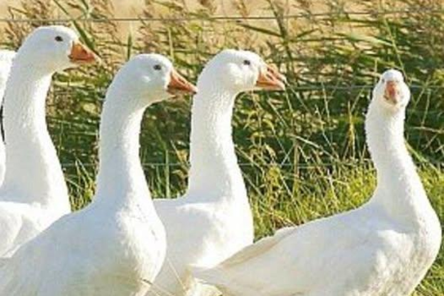 MÁRTON-NAPI libás nap 