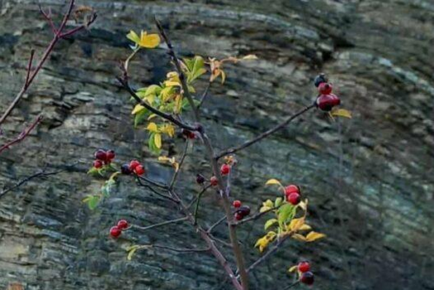 Kirándulás a Virágos-nyeregbe