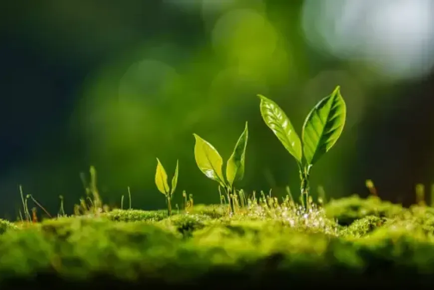 Szem&eacute;lyesen k&iacute;s&eacute;rt 8 napos Szent Ign&aacute;c-i lelkigyakorlat