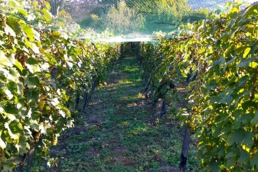 Lelkigyakorlat a Katolikus Alkoholistamentő Szolg&aacute;lat szervez&eacute;s&eacute;ben 2026.09.17.-20.