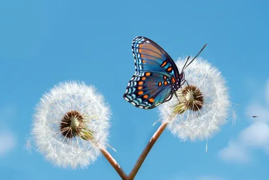 Lectio divina lelki nap