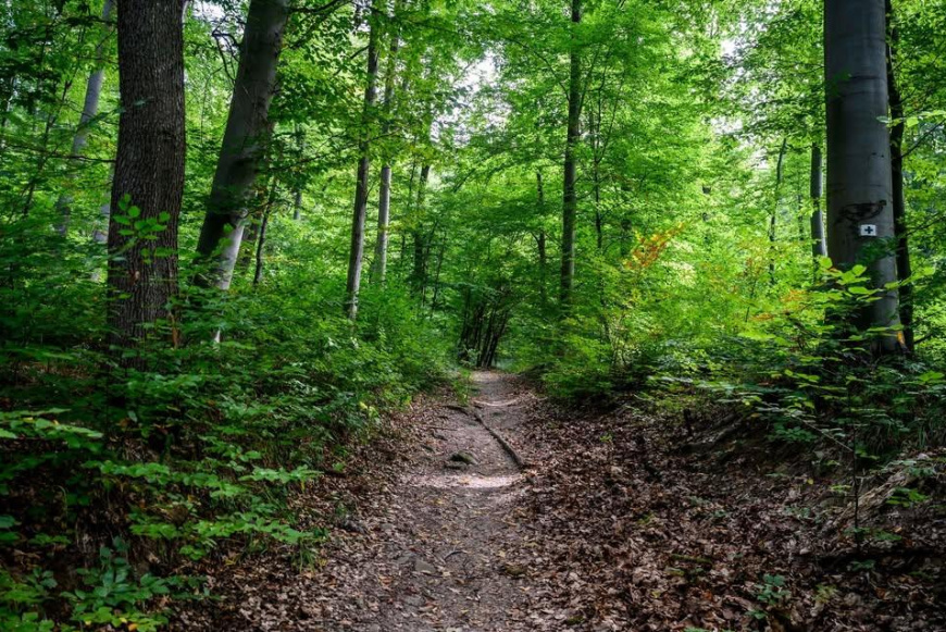 IV. Szentj&aacute;nosbog&aacute;r K&ouml;z&ouml;ss&eacute;gi T&uacute;ra